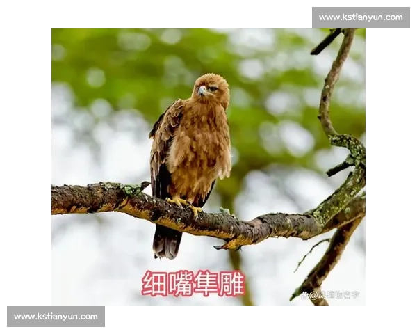 鹰与雕的终极对决:力量、速度与天空霸主之争全解析 鹰与雕的终极对决:力量、速度与天空霸主之争全解析